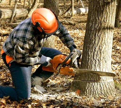 Tree Removal in Mcnabb, IL